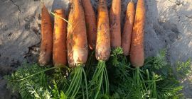Продам морковь товарную и техническую сорта Бермудская.