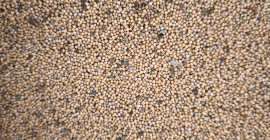 Hello, I am selling white mustard, the Gracja variety,