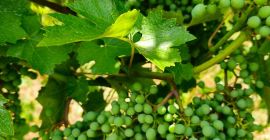 I am selling 330 tons of grapes: 70% red