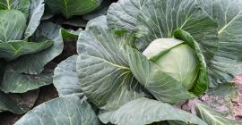 I will sell white cabbage in wholesale quantities