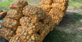 DENAR burgonya, 40 zsák, egyenként 15 kg-os. Mosatlan, könnyű
