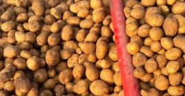 Potatoes are sold for €0.30 per kg. [Telephone] We