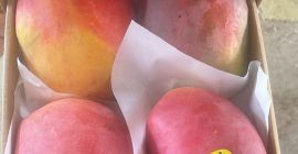 Mango fresh ready to eat imported from Egypt to