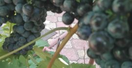 Podgorie proprie Soi -Burgund