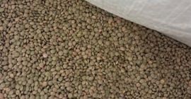 Up to 23,000 kg of small lentils are being