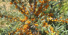 Sea buckthorn, Clara and Mara varieties. Frozen condition.