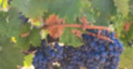 Very high-quality, healthy, and high-alcohol grapes are sold in
