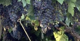 Struguri de vânzare. Diverse soiuri: Montepulciano, Lambrusco, Pizzutella și