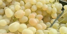 I am selling a large quantity of excellent and