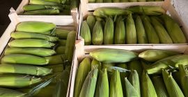Good morning, I am selling large quantities of sweet