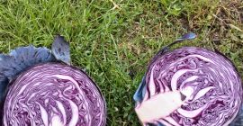 Rotkohl zu verkaufen. Preis und Verpackung verhandelbar.