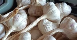 Sprzedam czosnek odmiany Harnaś. Czosnek zdrowy, starannie oczyszczony oraz
