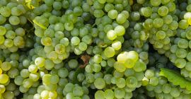 Ich verkaufe DOC Pecorino-Trauben von ausgezeichneter Qualität. 19/21 %