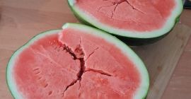 Mirrisimi variety. Brix 11, meaning very sweet. Fruit sizes