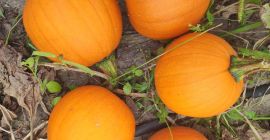 I will sell Gomez and Hokkaido pumpkins, phone [phone]