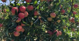 I&#39;m selling apples for processing and juice, in large