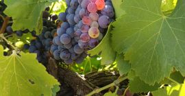 EXCELLENT QUALITY RED GARNACHA GRAPES – READY TO HARVEST!