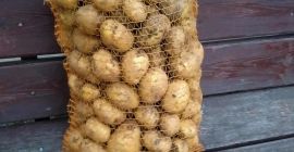 Hello. I am selling edible potatoes. For more information,