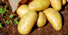 Polnisches Unternehmen, das Kartoffeln in verschiedenen Sorten und Qualitätsklassen