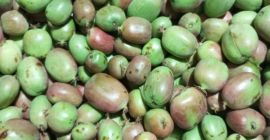 Mini kiwi fruit for sale. This year&#39;s harvest. Bingo