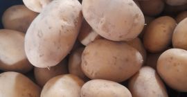 Vendo patate Typhoon con certificato integrato, selezionate manualmente in