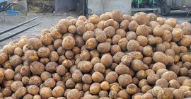 Продајем јестиви кромпир директно са њиве, сорте: - гала