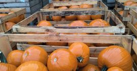 Halloween pumpkin, Gladiator / Racer / Maya variety. 6-13