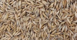 We are selling approximately 60 tons of oats from