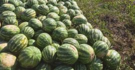 Local producer, selling watermelons directly from the field, large