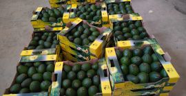Hass & Fuerte Avocados from Kenya – First Grade