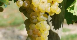 I&#39;m selling certified Frascati DOC Malvasia and Trebbiano white