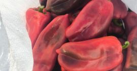 We offer red pepper, variety Elephant Ear , unlimited