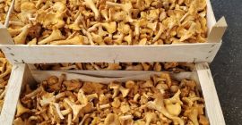 Funghi selvatici, finferli e porcini. Vendita di finferli e