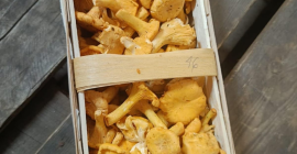 Waldpilze, Pfifferlinge und Steinpilz Verkaufe frische und gefrorene Pfifferlinge