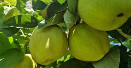 FIA GOGOT FRUIT , ADUCE PE PIATA UN NOU