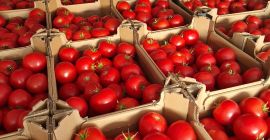 Тепличная весна хакумару. 6 поддонов по 80 упаковок.
