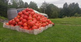 I have a freshly harvested Hokkaido pumpkin for sale,
