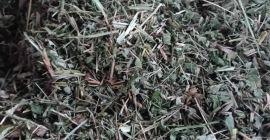 I will sell meadowsweet herb, cut about 1500 kg