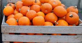 Witam. Sprzedam dynie typ Hallowen. kaliber 1-3kg, 3-12kg. Ilości