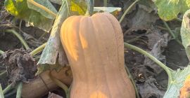 I sell Matilda variety pumpkin, own production, 2025. •