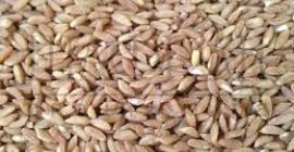 Wir bauen in der ungarischen Region Karcag biologische, bio-biosuisse-zertifizierte