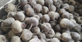 I m selling BEETROOT, Monty variety, certified organic, in