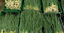 I am selling chives and onions, nice, clean stuff.