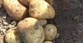 Queen Anna potatoes for sale. 15 kg bags or