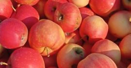GÁLA and GOLDEN apples for pálinka and mash for