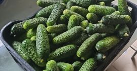 I have a cucumber for sale, wrapped in plastic,