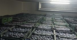 Prune TopHit de vânzare. Ofer prune proaspete, de înaltă