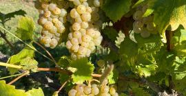 Selling Premium Grapes - Kutjevo Wine Region. Freshly harvested