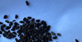 A farm located in eastern Poland will sell truckloads