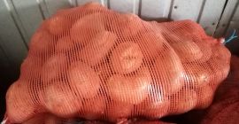 Продајем јестиви кромпир сорте Јурек. Посађен из сертификованог семенског